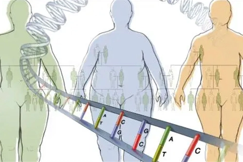 Genetics in Obesity and the Effectiveness of Bariatric Surgery